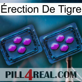 Érection De Tigre 03